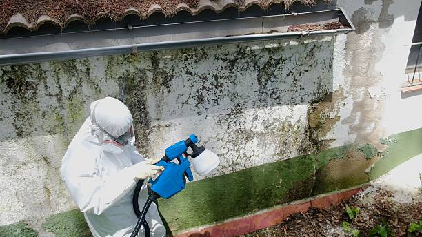 Trusted Black Mold Removal service in Canyon Lake, TX - Cheap Mold Removal